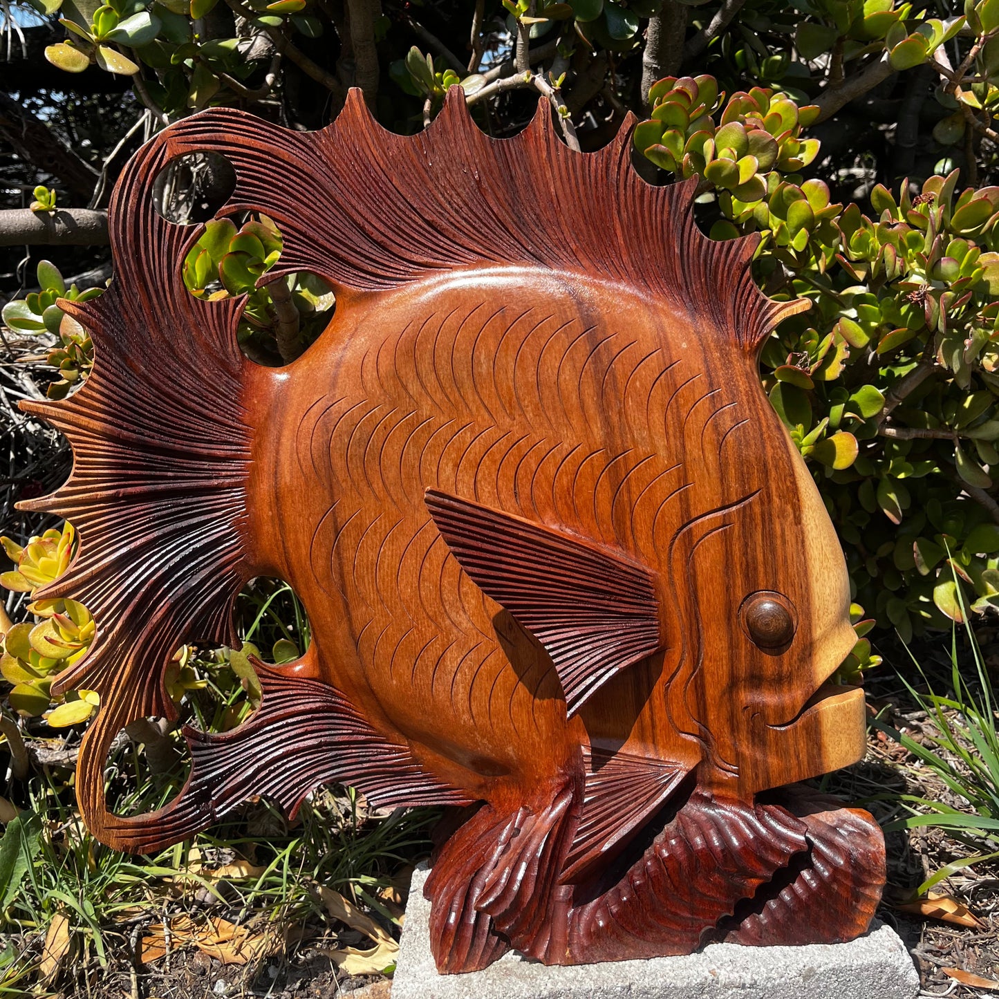 Stunning hand-carved wooden discus fish statue crafted from rich tropical hardwood, featuring intricate fin details and a smooth, polished finish. This decorative piece captures the flowing elegance of ocean life, perfect for coastal or nautical-themed home decor. Ideal for adding warmth, texture, and artisan charm to any space.