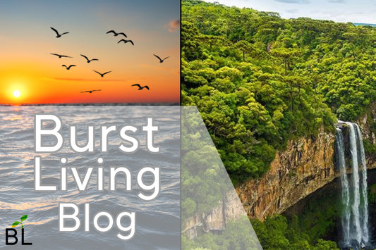 Burst Living Blog thumbnail with waterfall in forest and birds flying over the horizon of the ocean